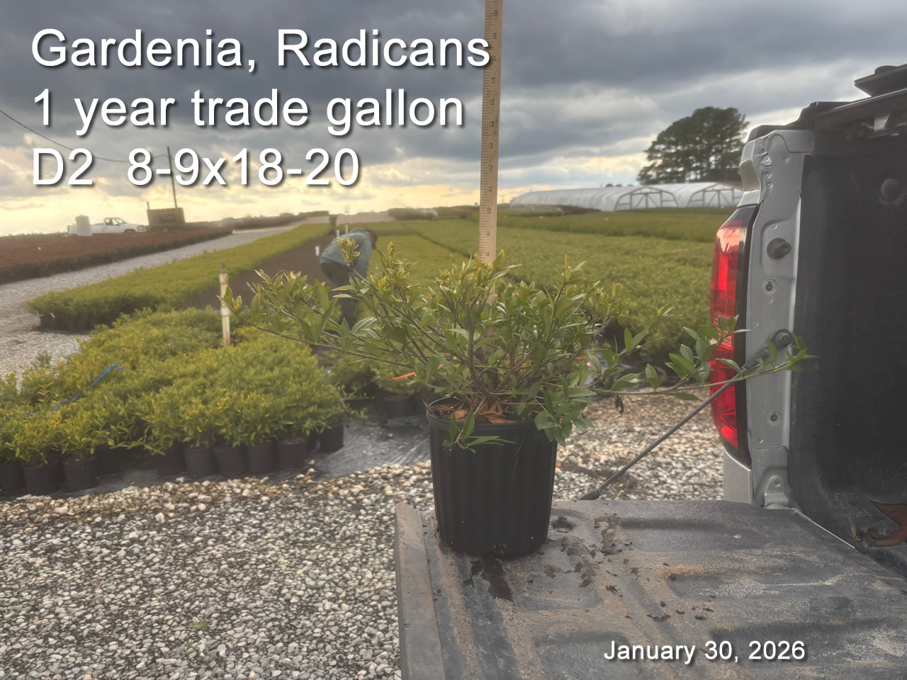 gallery/grad1yt d2 jan30.jpg